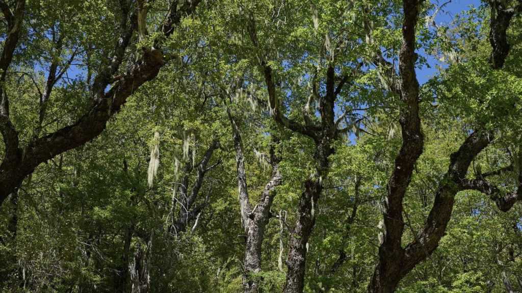 Coltrahues.JPG-30 (1)